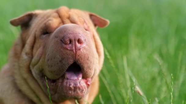 Close Uma Cabeça Bulldogs Vermelho Fundo Grama Cão Fundo Turvo — Vídeo de Stock