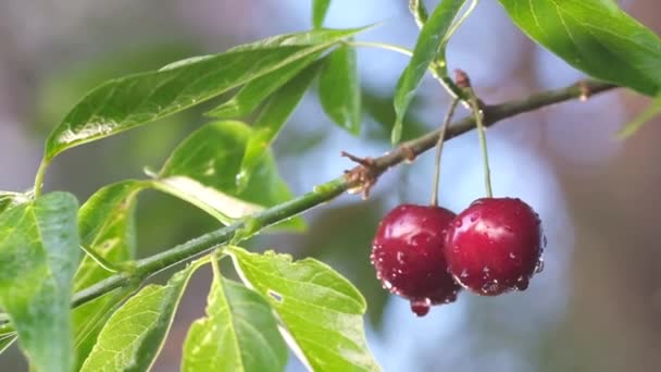 枝に2本の赤いチェリーベリーがかかっています 雨の濡れたチェリー 夏の果実の美しい色 — ストック動画