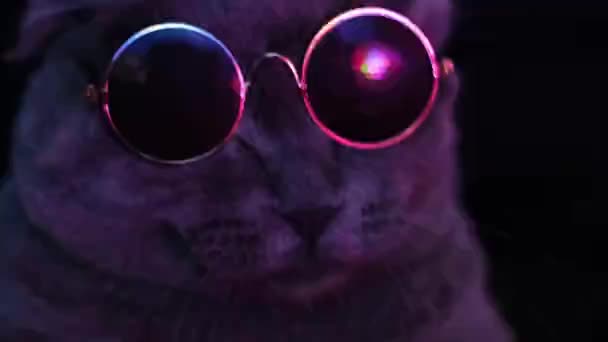 Cat Sunglasses Neon Light Cat Glasses Cat Disco British Cat — Stockvideo