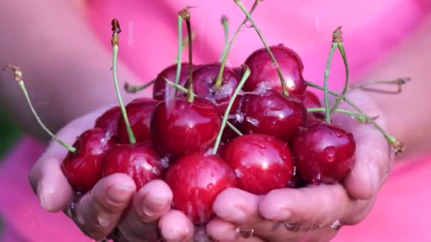 Slow Motion Video Wet Red Cherries Human Hand Jet Water — Stock Video