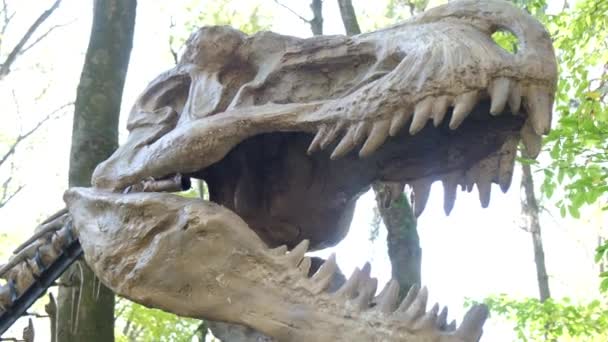 在森林的背景上 一个可怕的大恐龙的头的骨架的模型 研究恐龙的历史 古生物学 — 图库视频影像