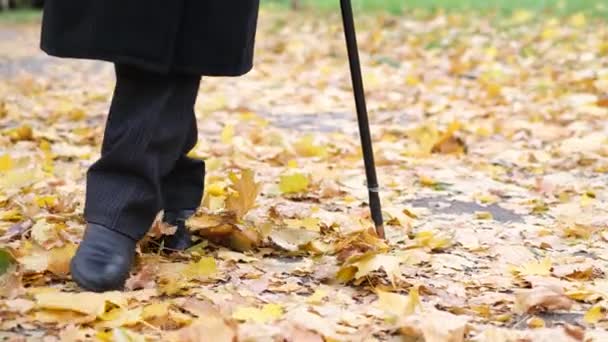 Golden Autumn Elderly Grandfather Cane Walks Park Carpet Yellow Leaves — Stockvideo