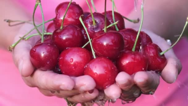 Bunch Juicy Red Cherries Human Hand Which Stream Water Falls — Stock Video