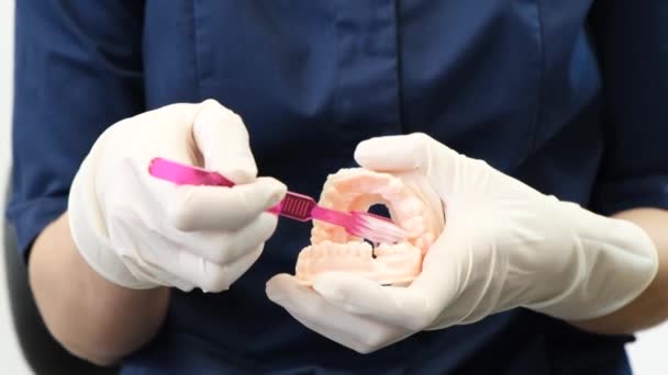 Hands Dentist Showing How Properly Brush Teeth Mannequin Mouth Cavity — Stock Video
