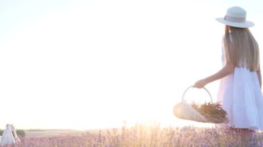 Genç bir kız elinde bir sepet çiçekle, parlak güneş ışığının arka planında lavanta çalılarının arasında yürüyor. Kurutmak için lavanta koleksiyonu. Provence 'de Yürüdüm.