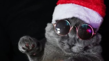 Cat in sunglasses and santa hat in neon light. Cat at the disco. British cat.