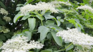 Beautiful white elder flowers on a summer day. Sambucus black, Sambucus nigra, blooms white. A beautiful cluster of elder flowers