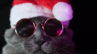Noel Baba kostümlü ve güneş gözlüklü bir kedi diskoda dans ediyor. İngiliz Noel kedisi. Dikey video