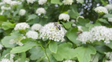 A bee collects honey on a white flower.