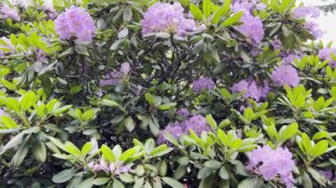 Beautiful tree with purple flowers in the garden. Summer period. Sunny day.