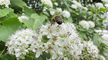 A bee crawls on the spring white flowers of an elderberry and then flies away. A branch sways in the wind. Insect concept