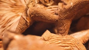 Macro photography of dry mushrooms rotating in a circle. Dry mushrooms. 4k video