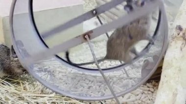 A rat runs in a wheel in a circle. Pets.