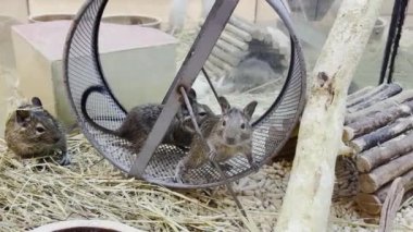 Two rats sit in a cage with a running wheel. Rodent animal concept.