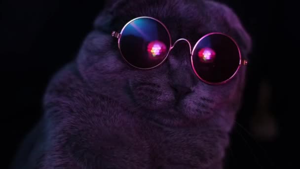 Vacker Katt Solglasögon Upplyst Neonljus Vertikal Video — Stockvideo