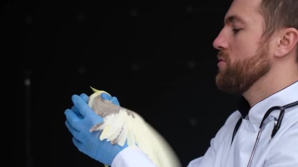 Ein Junger Bärtiger Tierarzt Und Ein Gelber Papagei Bei Der — Stockvideo