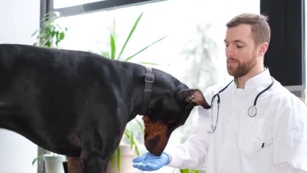 診療所で若い獣医師に迷惑をかけられている大型犬のビデオ 動物療法士による定期検査 バーティカルビデオ — ストック動画