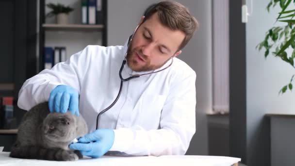 若い魅力的なひげを生やした獣医師が聴診器で猫の話を聞く 現代の獣医診療所でのふわふわの病気猫の健康診断 — ストック動画