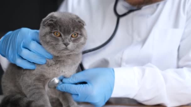 在现代兽医诊所对一只毛茸茸的英国猫进行体格检查 年轻的专业兽医用听诊器倾听猫的声音 — 图库视频影像
