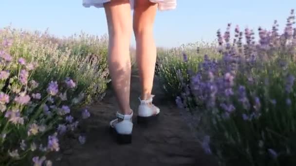 Vídeo Cerca Joven Piernas Mujer Caminando Entre Flores Lavanda Día — Vídeos de Stock