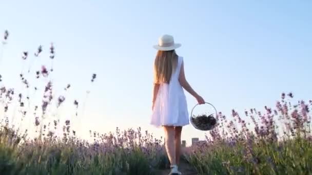 Egy Karcsú Gyönyörű Fehér Ruhában Kalapban Egy Kosárban Sétál Levendulamezőn — Stock videók