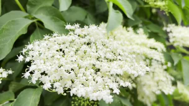 Close Blossomed Flowers White Elder Bush — Video