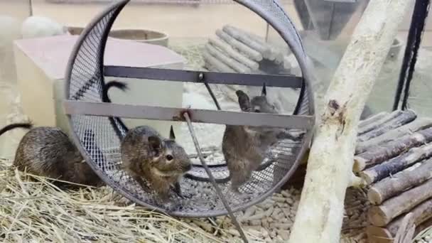 Gray Rats Sit Cage Running Wheel Rodent Animal Concept Pets — Wideo stockowe