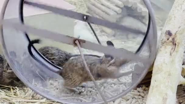 Gray Mouse Runs Running Wheel Cage Slow Motion Video — Vídeos de Stock