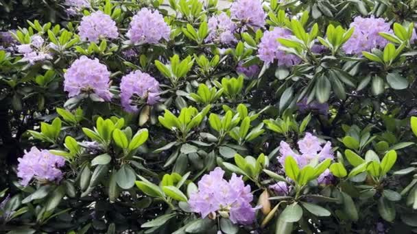 Beautiful Purple Rhododendron Flower Summer Garden Botanical Garden — 图库视频影像
