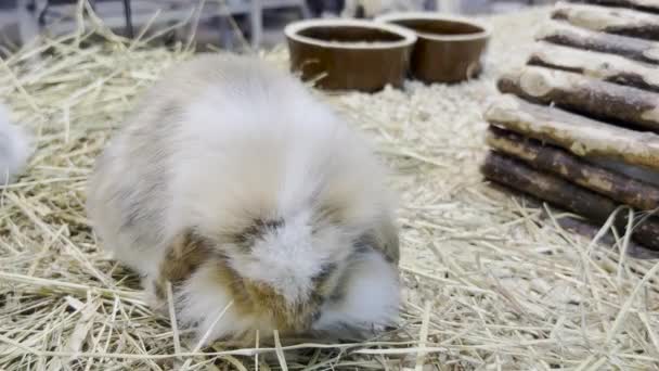 Fluffy Rabbit Sits Cage Eats Dry Grass Animal Nature Concept — Stockvideo