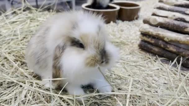 Fluffy Rabbit Big Ears Eats Dry Grass Fluffy Pets — стокове відео