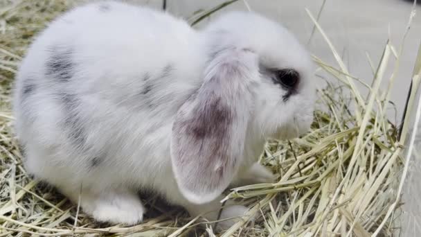 Cute White Rabbit Sitting Eating Dry Hay Fluffy Bunny Animal — стоковое видео