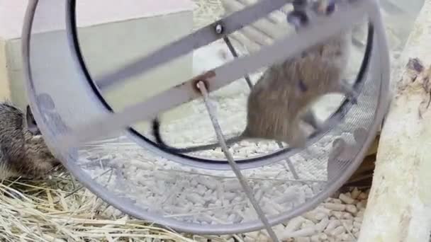 Rat Runs Wheel Circle Pets — Wideo stockowe