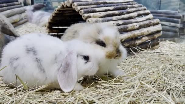 Little Fluffy Eared Rabbits Sitting Dry Hay Beautiful Bunnies — Stockvideo