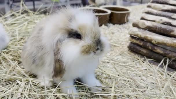 Small Fluffy Rabbit Big Ears Looking Camera Fluffy Pets — Vídeos de Stock