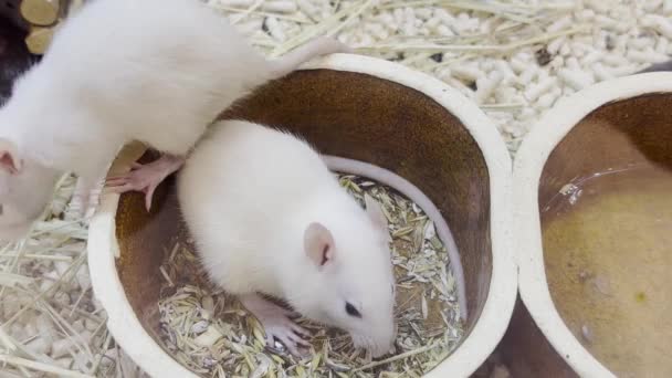 Laboratory Rats Sit Cage Beautiful Pair White Rats — Stok video