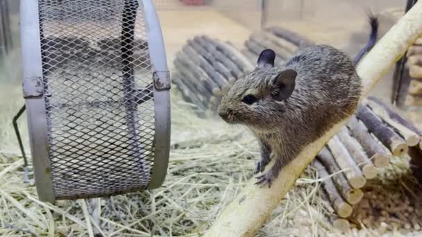 Beautiful Big Gray Mouse Sits Cage Rodent Animal Concept Pets — Wideo stockowe