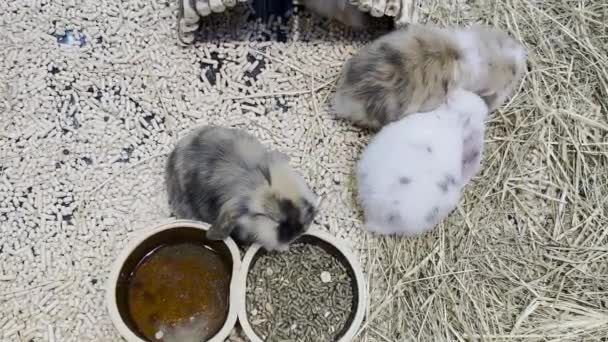 Lovely Bunny Easter Fluffy White Bunnies Adorable Rabbit Cage Easter — Vídeo de stock