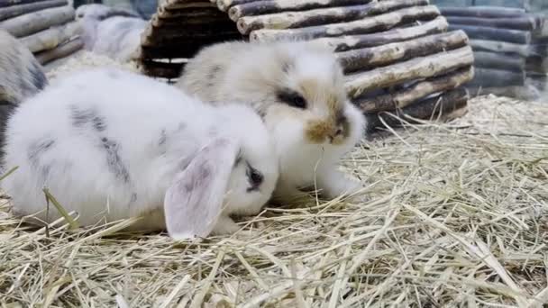 Lovely Bunny Easter Fluffy White Bunnies Adorable Rabbit Cage Easter — ストック動画