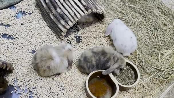 Easter Fluffy Bunnies Playing Together Cage Animal Nature Concept Happy — Video Stock