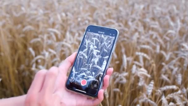 小麦畑で働くデジタルタブレットを持つ農民 農業のスマートファームコンセプト 小麦農業について 仕事場で働いていた クローズアップ — ストック動画