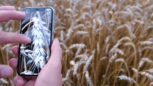 小麦畑 農業のコンセプトに取り組むデジタルタブレットで農民の手を閉じます 小麦の収穫について — ストック動画