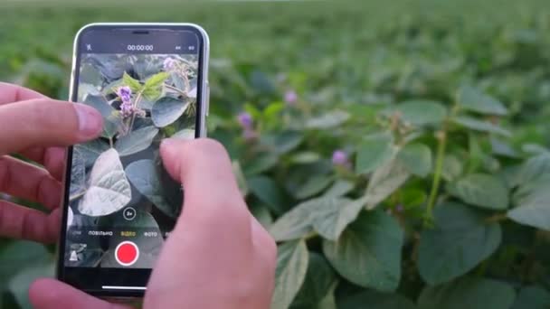 Manos Del Agricultor Con Tableta Digital Que Trabaja Campo Soja — Vídeo de stock