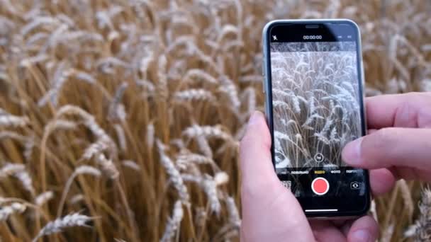 小麦畑で働くデジタルタブレットを持つ男性農家 農業という概念 彼らは収穫場で働いている 農家が農業に従事している — ストック動画