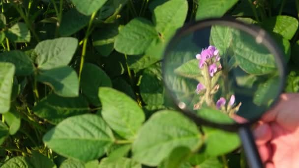 Agronomer Undersöker Tillväxten Sojabönor Ett Fält Med Förstoringsglas Sojabönsfält Närbild — Stockvideo