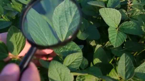 农艺学家研究大豆在田里的生长情况 大豆种植一片片绿豆 种植素食的概念 — 图库视频影像