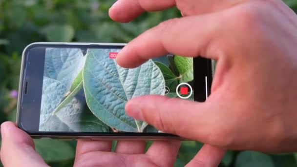 Green Leaves Soybeans Screen Farmers Tablet Worker Works Soybean Field — Stock Video
