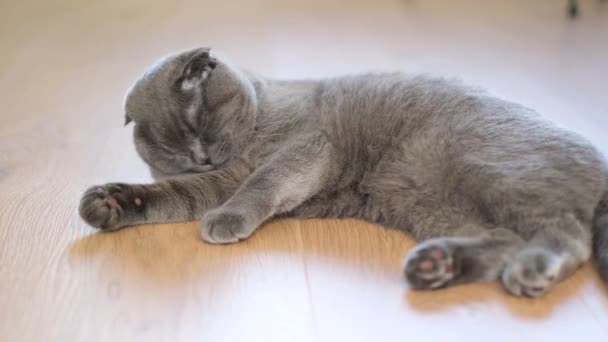 スコットランドの折りたたみ猫は床に横たわり 舌で洗います 美しい猫 — ストック動画