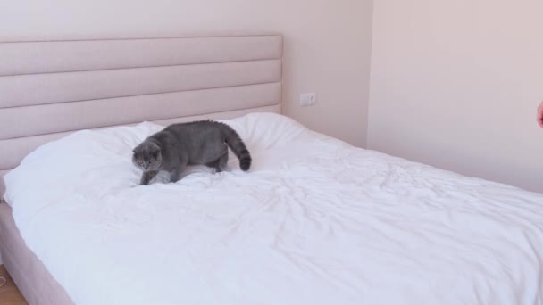 Müder Geschäftsmann Fällt Auf Das Große Bett Schlafzimmer Erschöpfte Person — Stockvideo