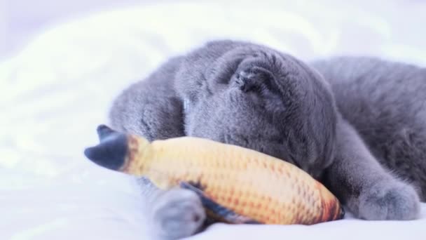 一只漂亮的灰猫在玩一条柔软的玩具鱼 苏格兰肥猫躺在床上休息 — 图库视频影像